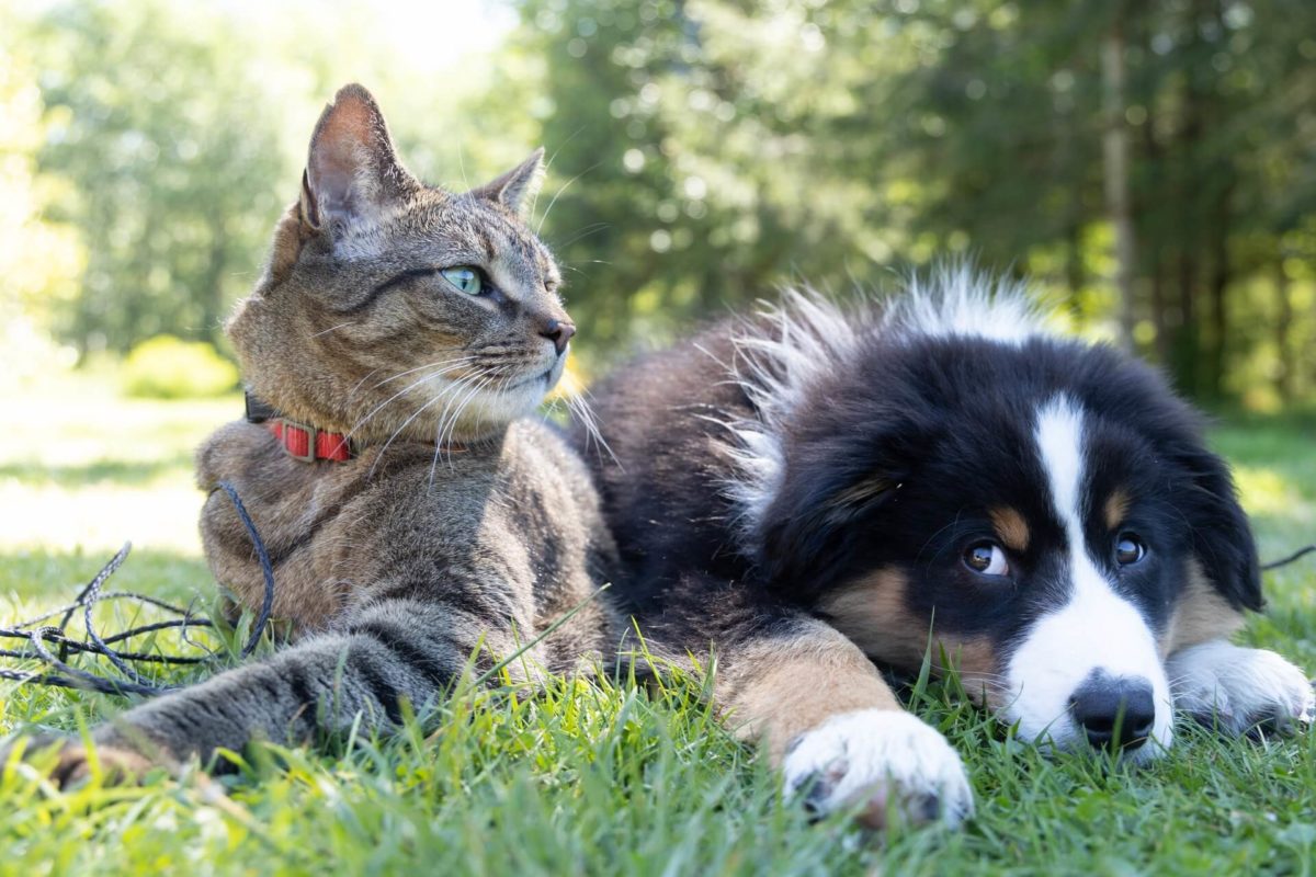 A dog and a cat chilling the grass