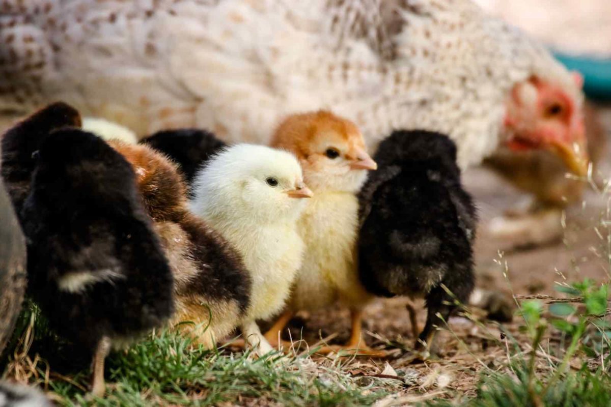 Small chicks - how to get started with raising chicks hero