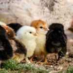 Small chicks - how to get started with raising chicks hero