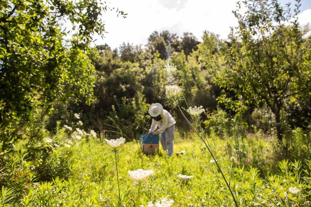 Beekeeping in nature