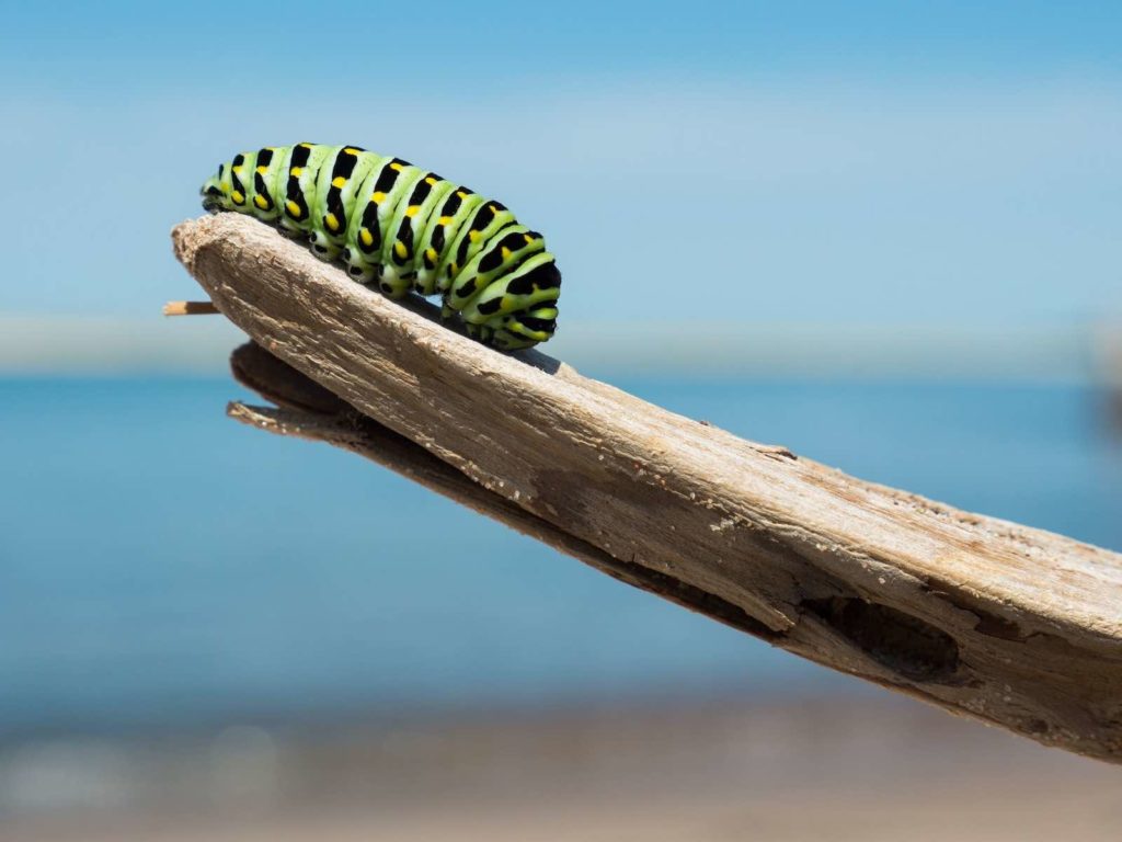Grubs are the base in insect-based pet food