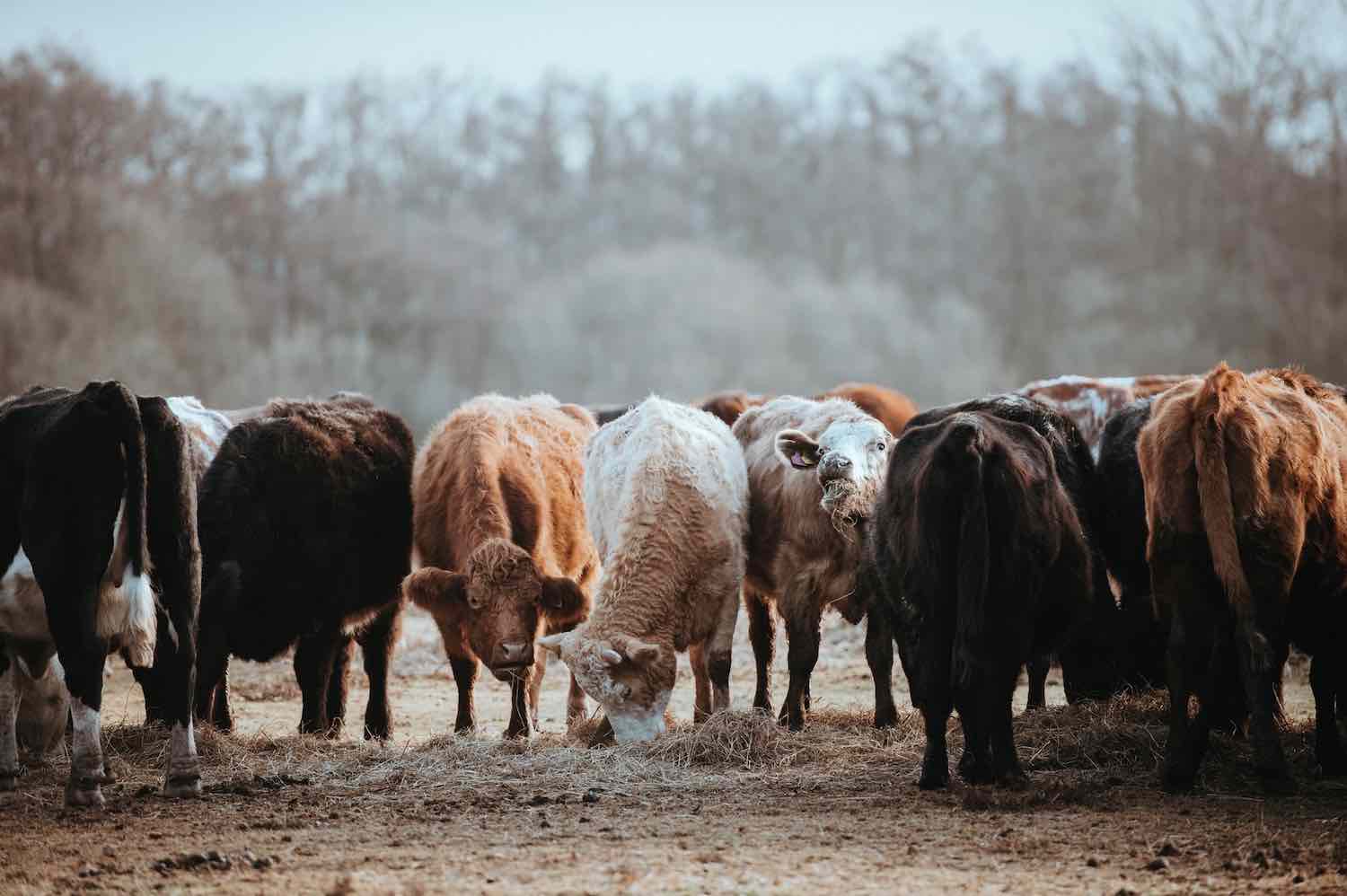 the-different-types-of-animal-feed-urban-farm-store