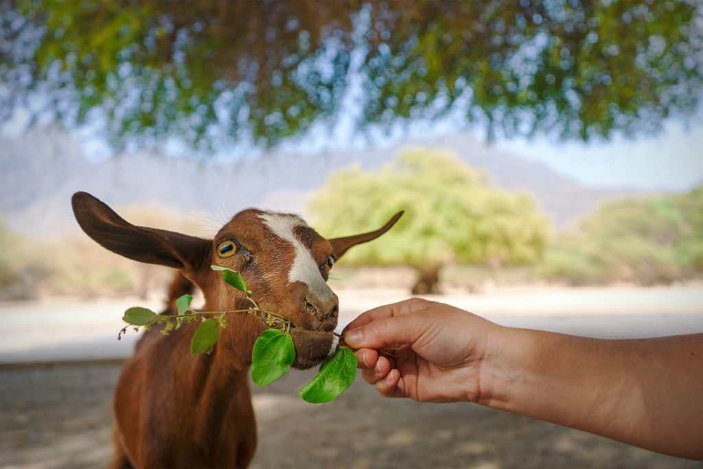 Goat kid eating