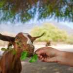 Goat kid eating