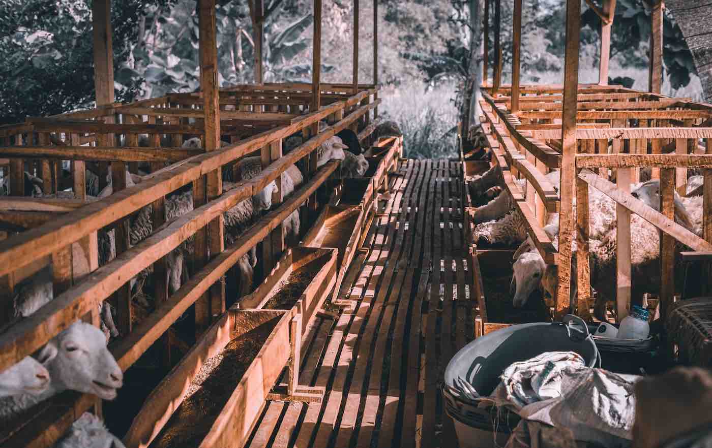 The Best Ways to Sort Out Your Farm Feed Storage Urban Farm Store