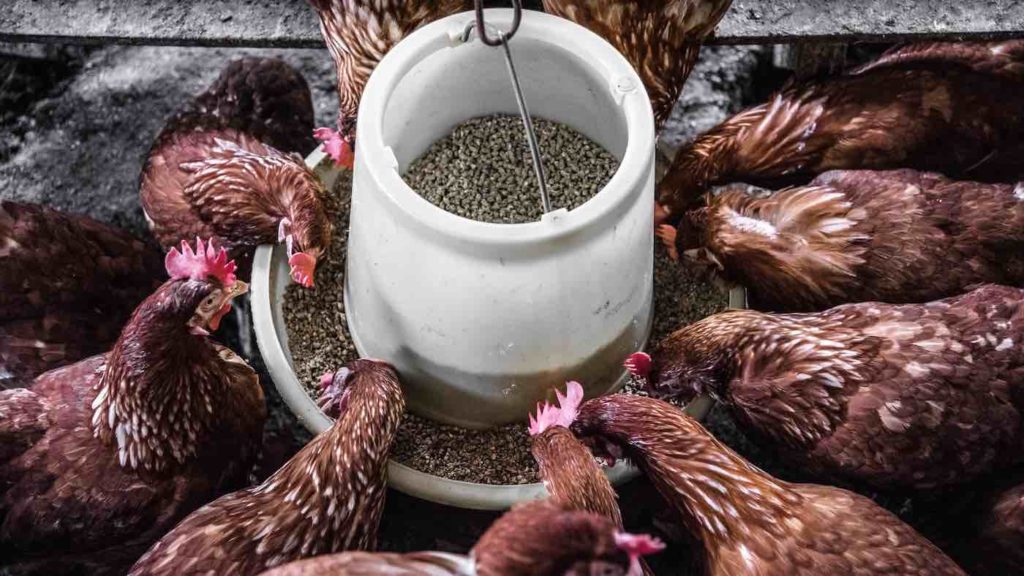 Chickens feeding on animal feed