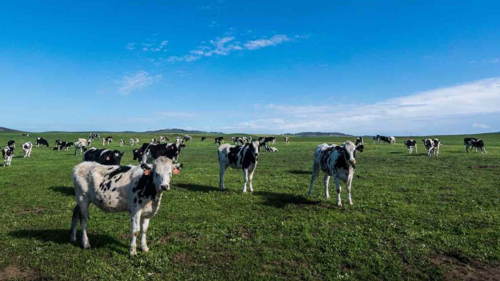 Cows in field, feeding