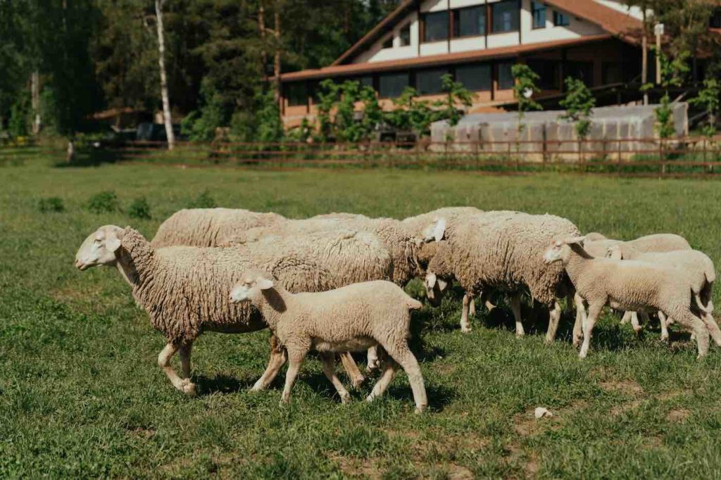 Sheep running free on Homestead in Georgia
