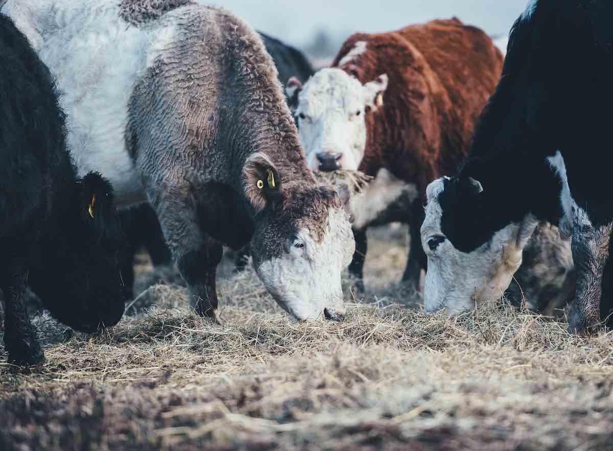 Cattle eating away on fresh hay.