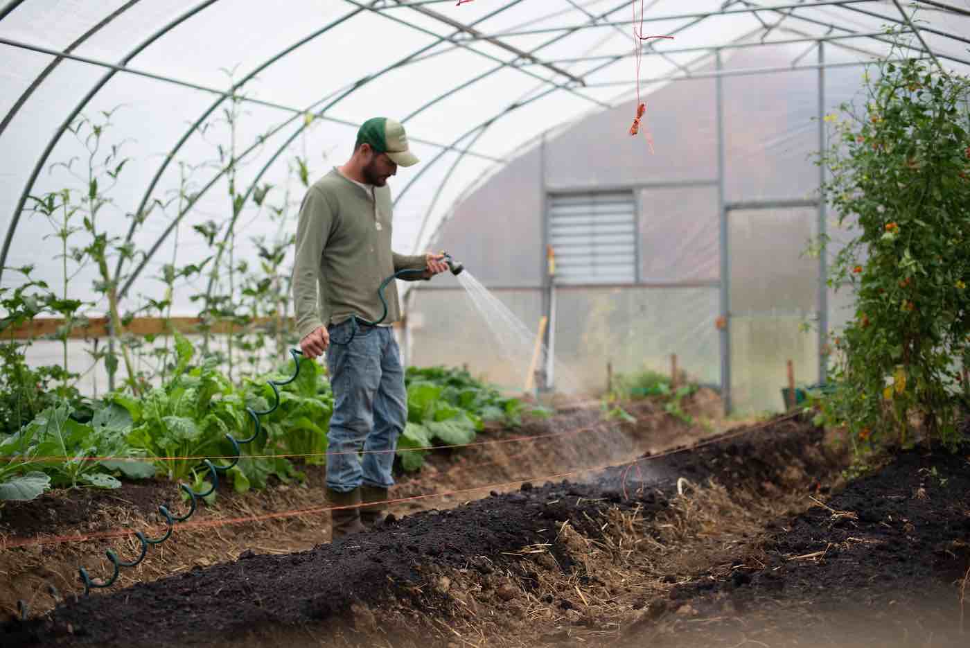 Man watering his plants in a greenhouse on a homestead.