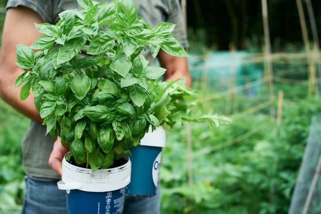 Pot of fresh basil made from cutting.