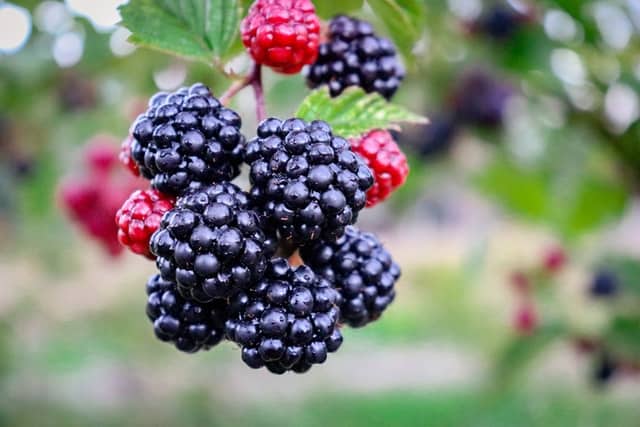 Blackberry in Valdivia, Chile