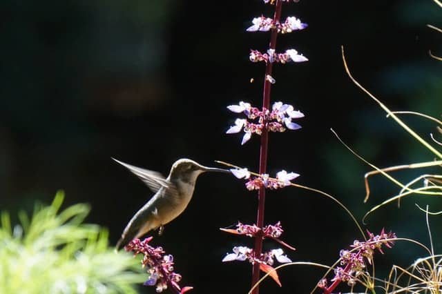 Ruby-throated Hummingbird eating from Coleus bloom in Toronto.
