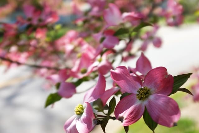 Dogwood blooms, Monaghan, SC