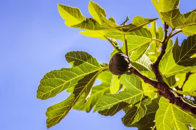 Fig on fig tree with blue sky