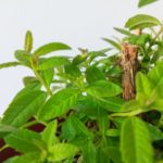 How to Grow Plants from Cuttings