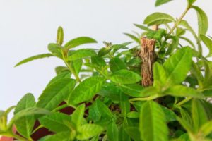 How to Grow Plants from Cuttings
