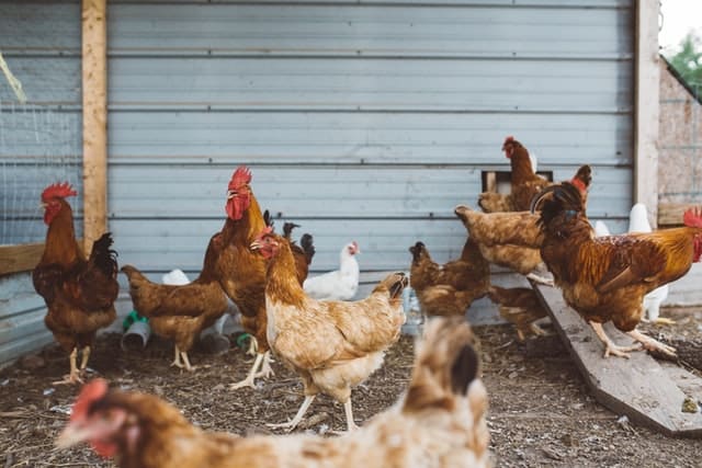 Chickens on a farm.