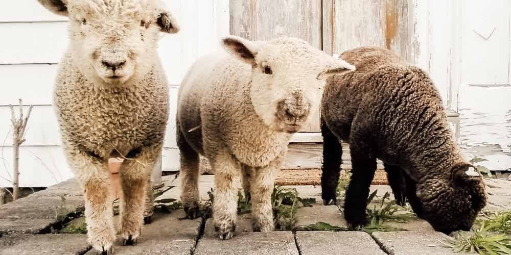 Cute Old English Babydoll Sheep outside of barn.