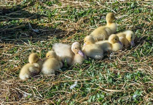 Group of ducklings resting in the grass on a farm.