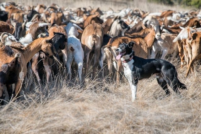 Large herd of goats on a farm, being collected by a dog.