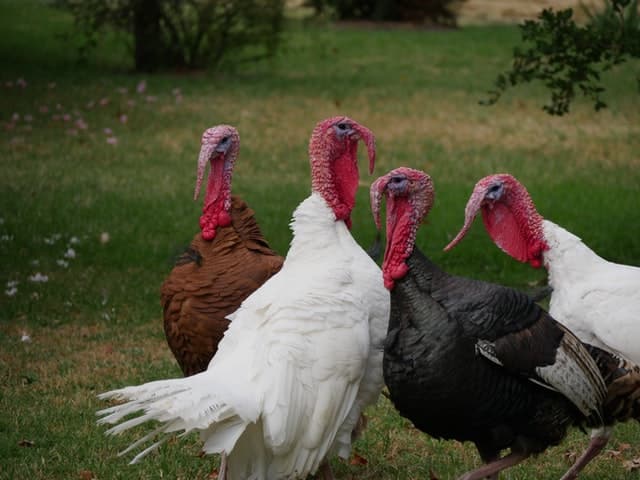Group of turkeys on a farm.