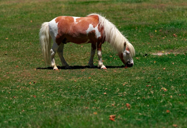 Miniature horse from a farm in Solvang, CA.