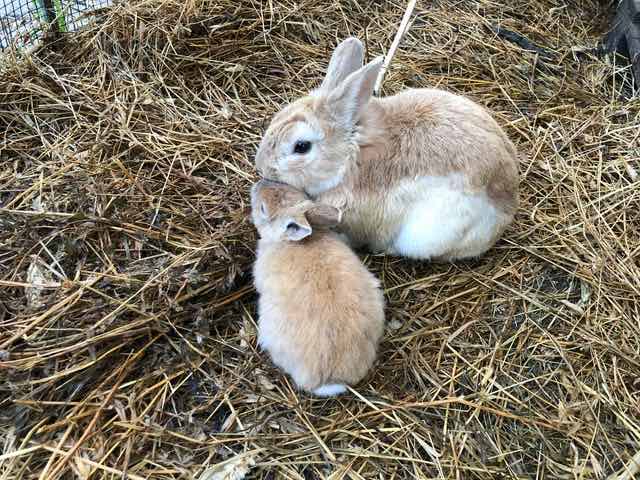 Rabbits on a farm.