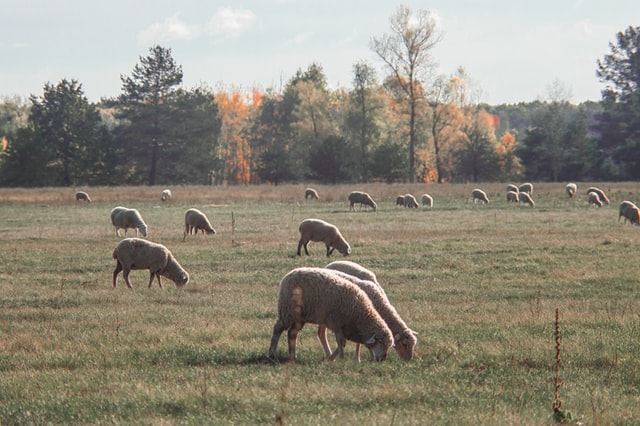 Sheep eating grass on a farm.