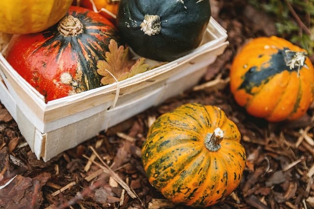 Autumn pumpkins in box on garden. Image source: Jeshoots