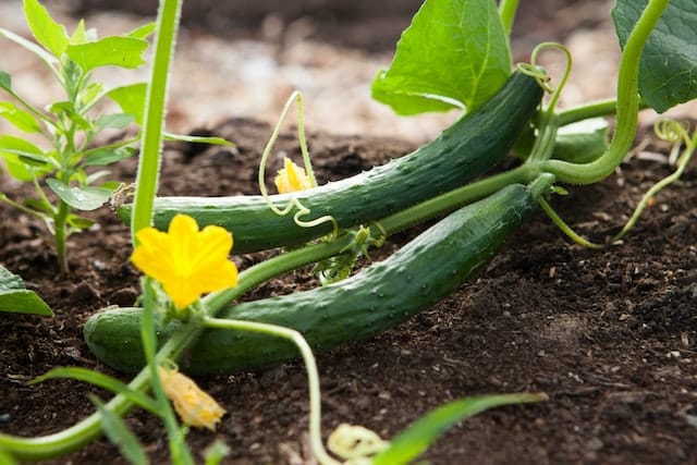 Growing cucumbers in the summer. Image source: Kelly Neil