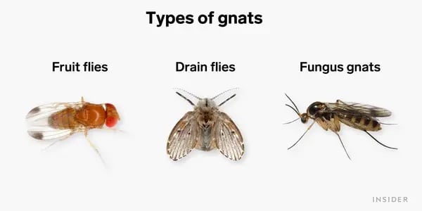 Types of Gnats