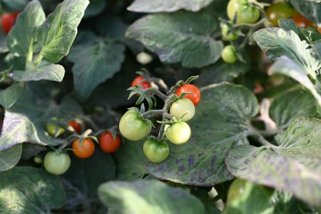 Tomatoes at various stages of growth on a vine. Photo by Loren King.