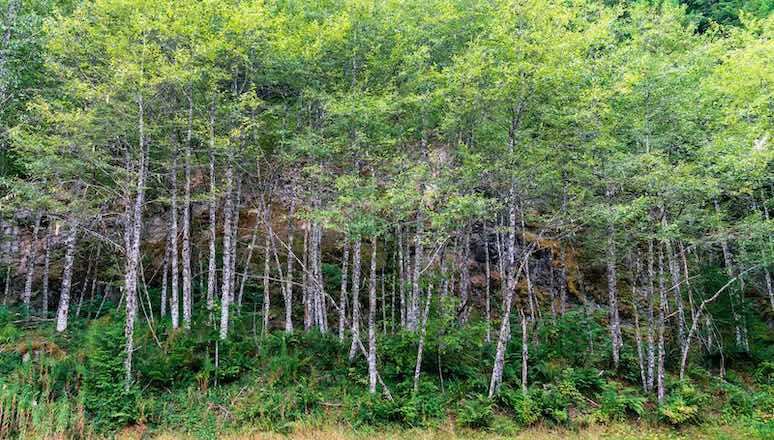 Alder trees in the capitol state forest in Washington. Image source: Britannica.