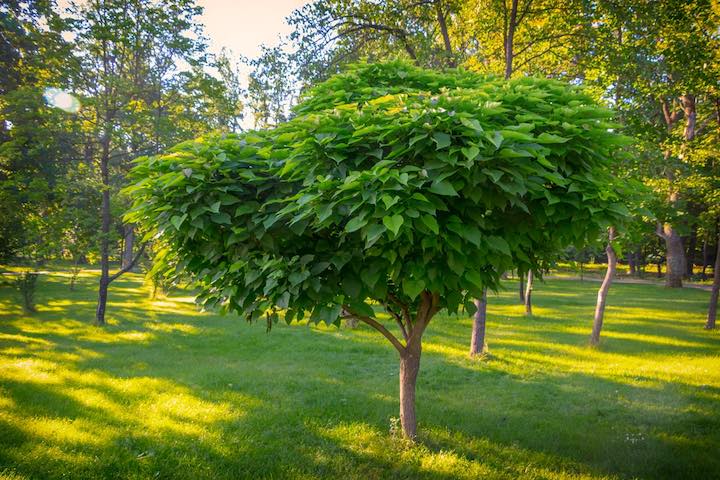 A Catalpa tree in a homestead backyard.