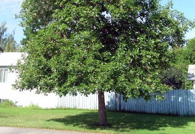 Green ash tree in front of white house and fence. Image source: Kansasforest.