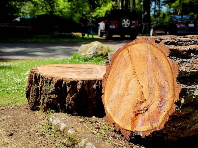 A recently cut oak tree getting prepared to become firewood. Photo by Srijan Tiwari.