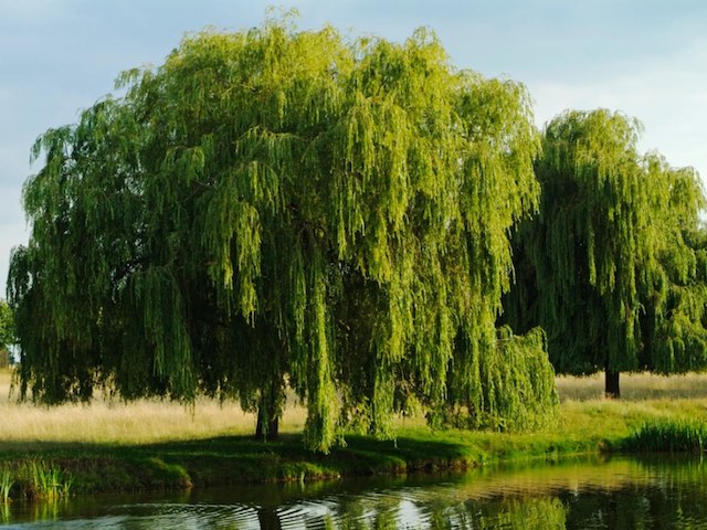 A Willow tree growing close to a small lake.