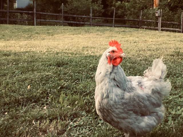 Beautiful broiler chicken out on a farm, roaming free. Photo by N I F T Y A R T.