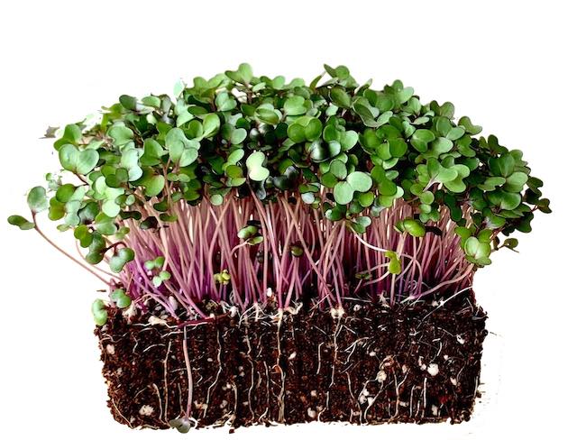 Cabbage microgreens sprouting. Image source: Everythinggreen.