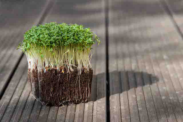 Cress microgreens sprouting. Image source: Mpseeds.eu.