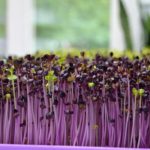Beautiful purple radish microgreens