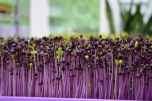 Beautiful purple radish microgreens