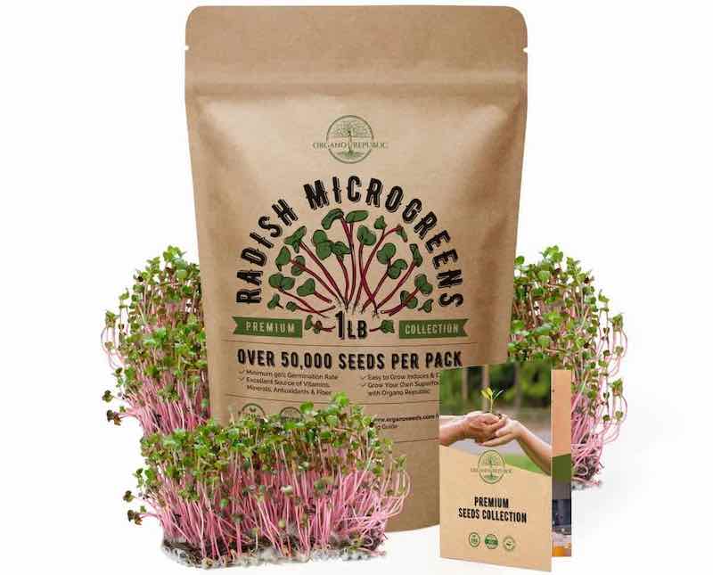 Radish microgreens seeds. Over 50,000 seeds per package, a great starter pack! Image source: Organorepublic.