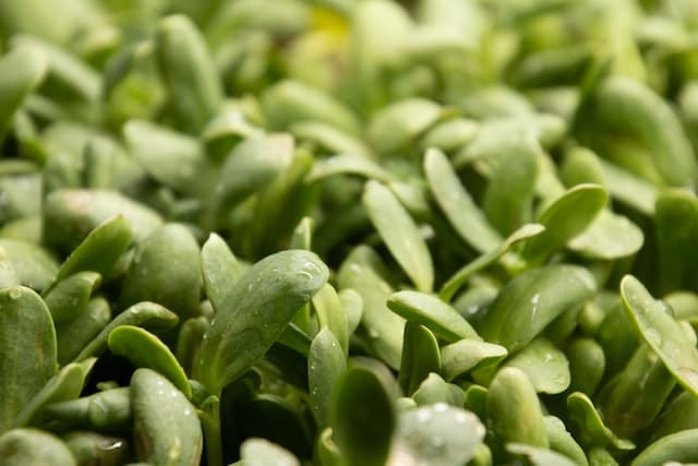 Close up of sunflower microgreens. Photo by Artelle Creative.