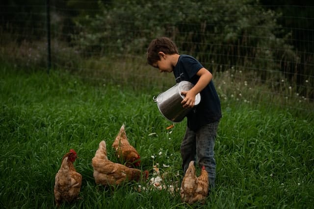 A young boy feeding backyard chickens. Photo by Laura Ohlman.