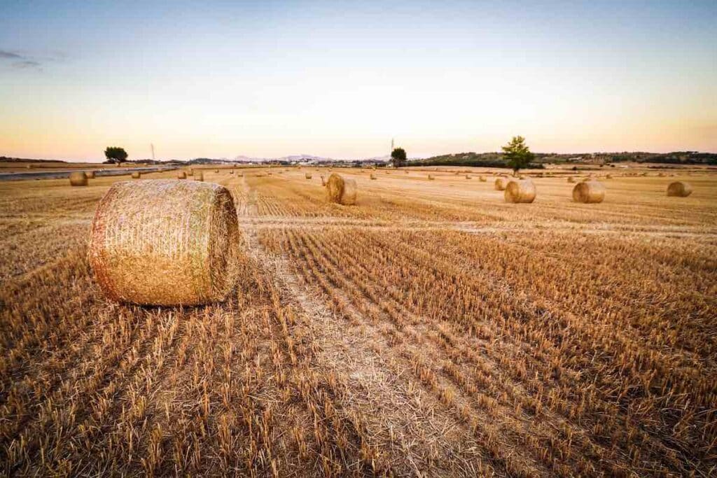 Bale of hay on a field. The different types of fodder explained for your farm.