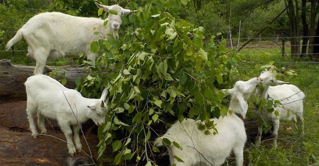 Goats eating tree fodder. Image source: rareplantstore.com
