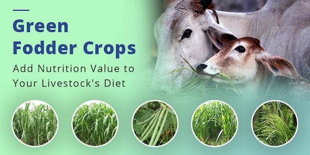 Green fodder crops for your livestock. Image source: blog.apnikheti.com