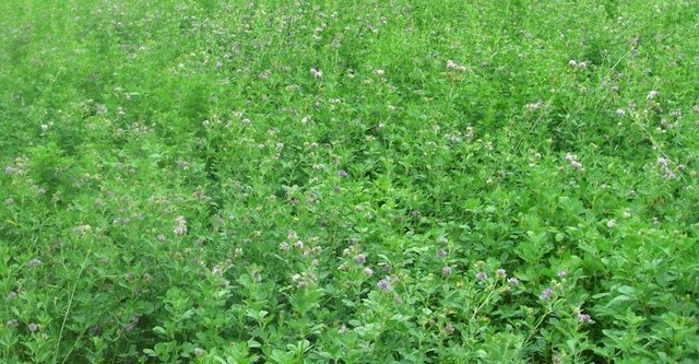 Field with legume fodder.